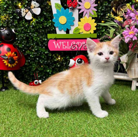 Vincent