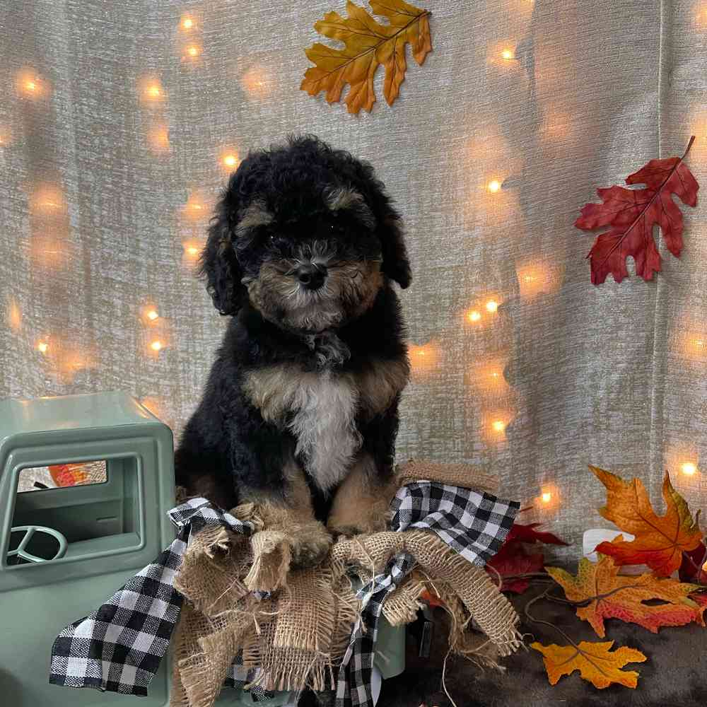 carousel pet images