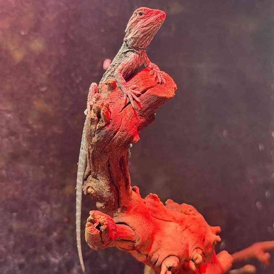 Bearded Dragon