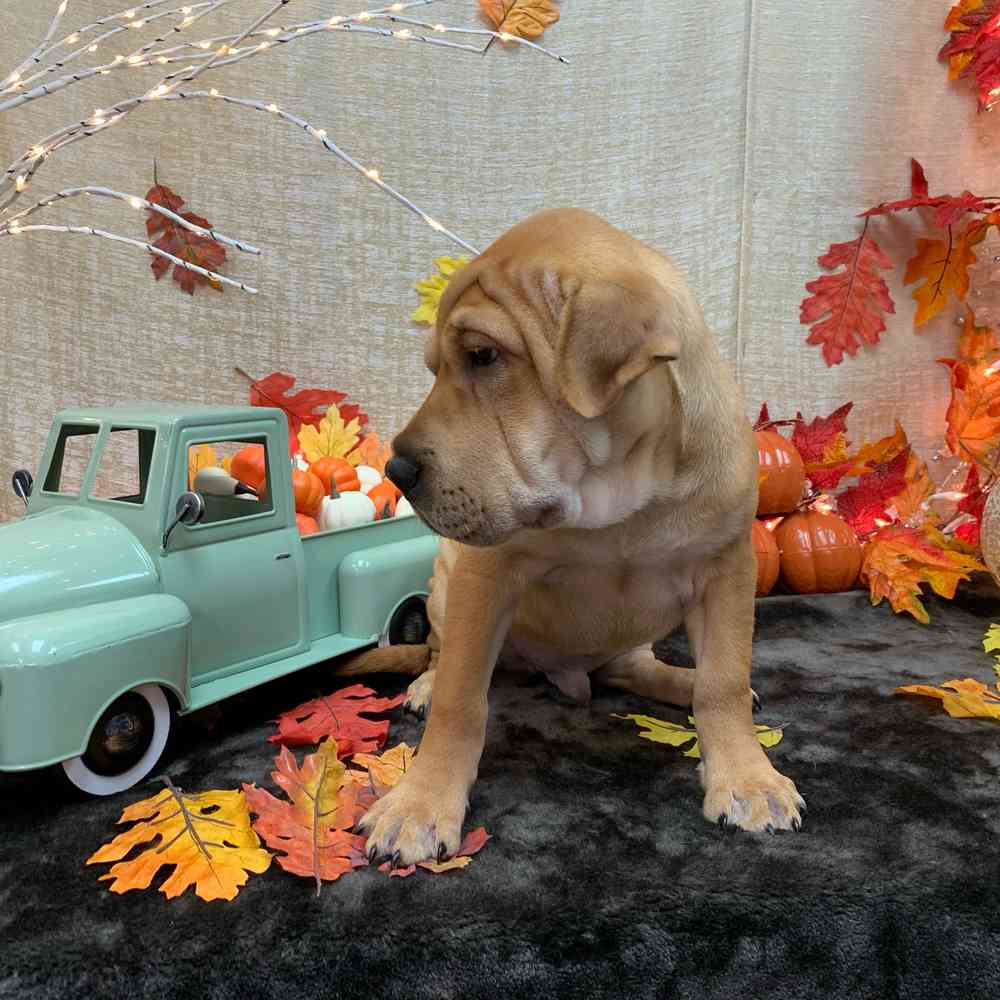 carousel pet images