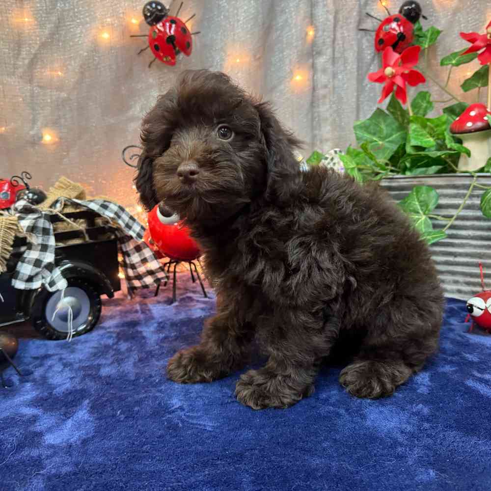 carousel pet images