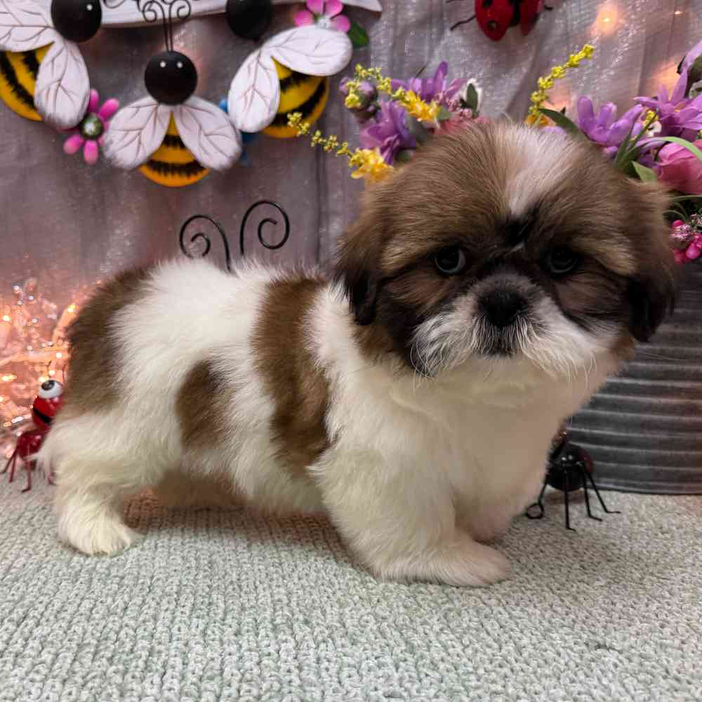 carousel pet images