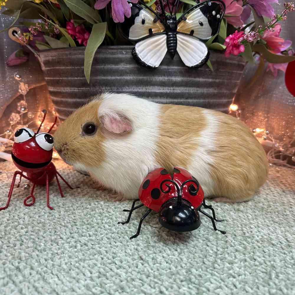 carousel pet images