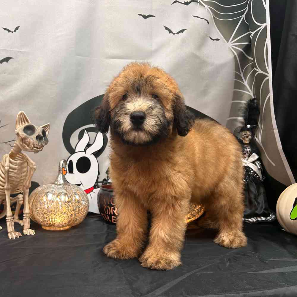 carousel pet images