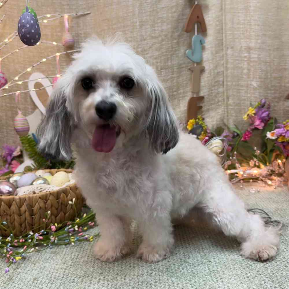 carousel pet images
