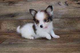 Papillon