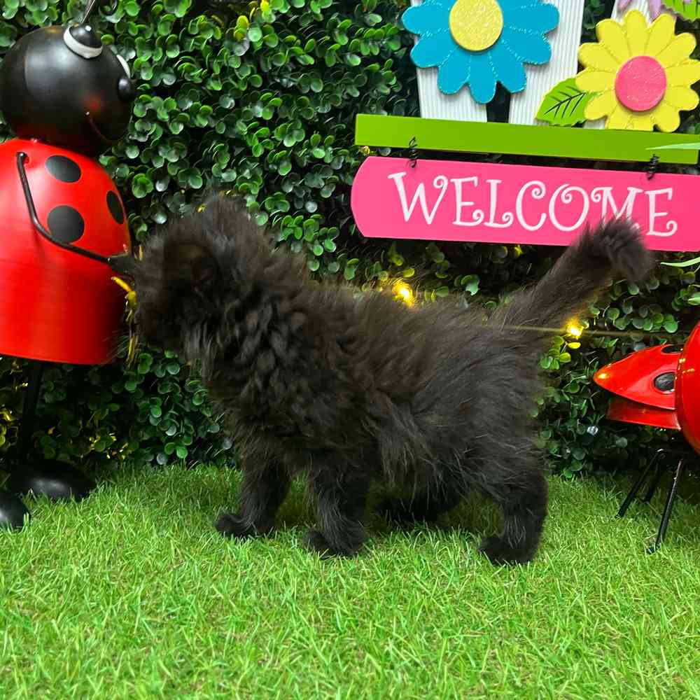 carousel pet images