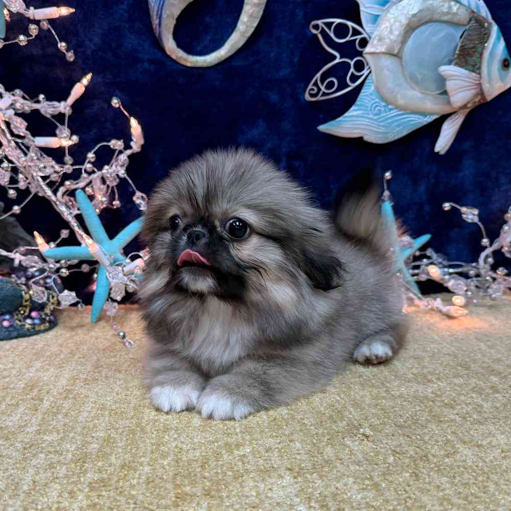 carousel pet images