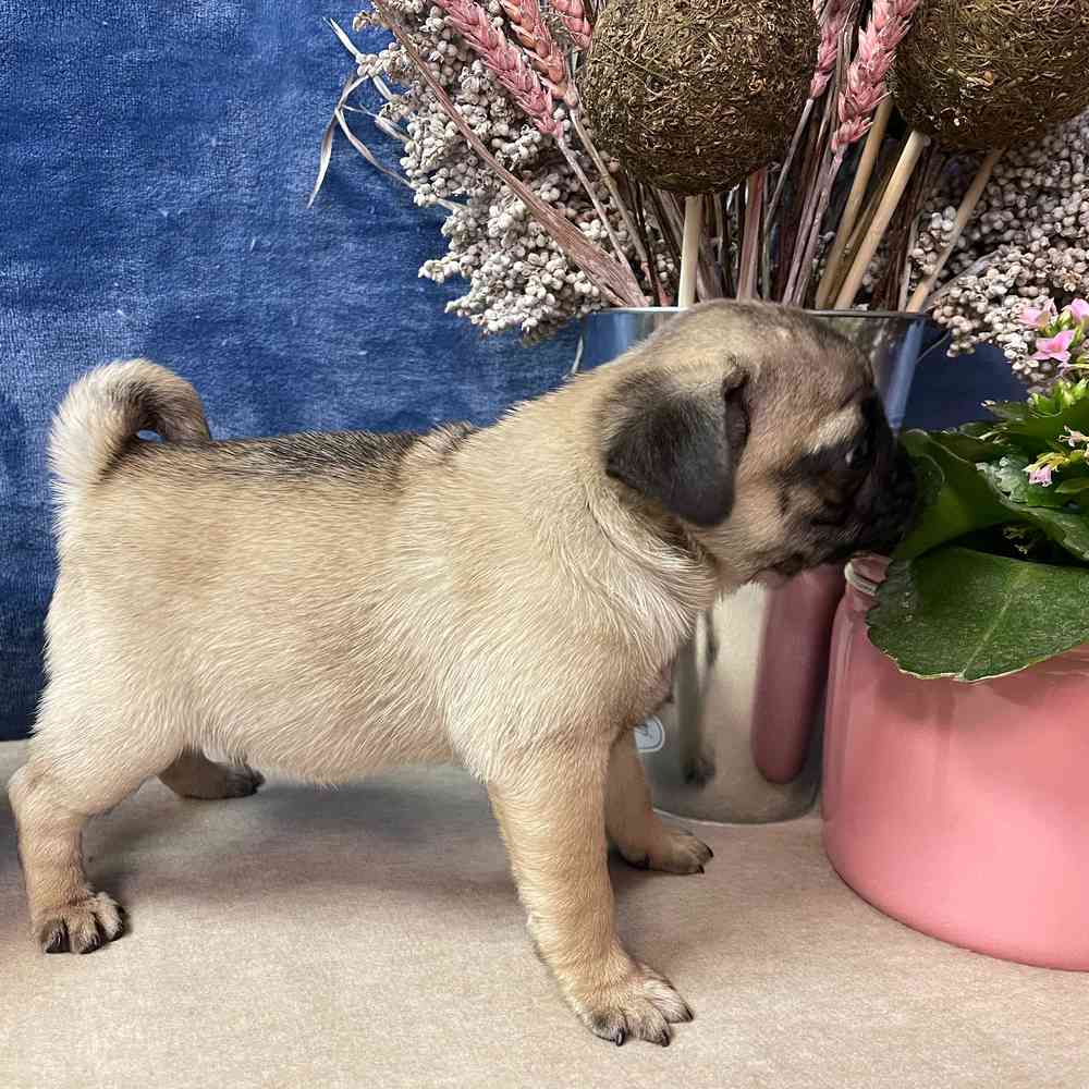 carousel pet images