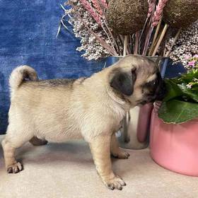 Pug