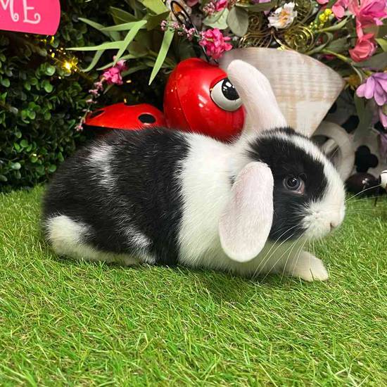 Flemish Giant Holland Lop Mix