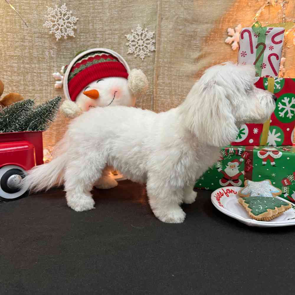 carousel pet images