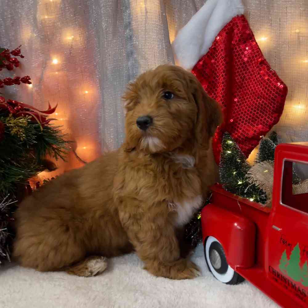 carousel pet images