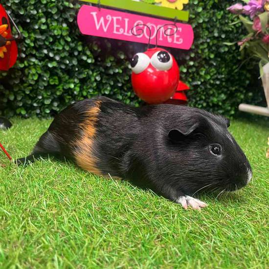 Adoption Guinea Pig