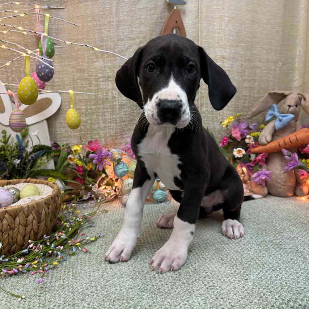 carousel pet images
