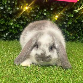 Holland Lop