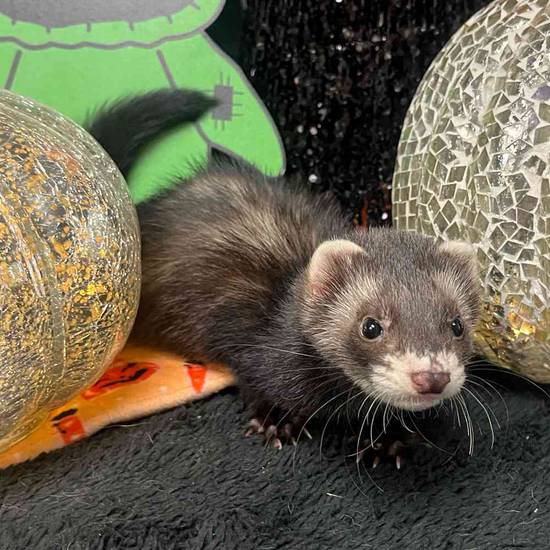 Ferret