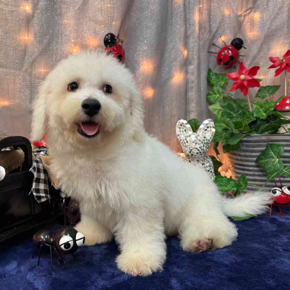 carousel pet images