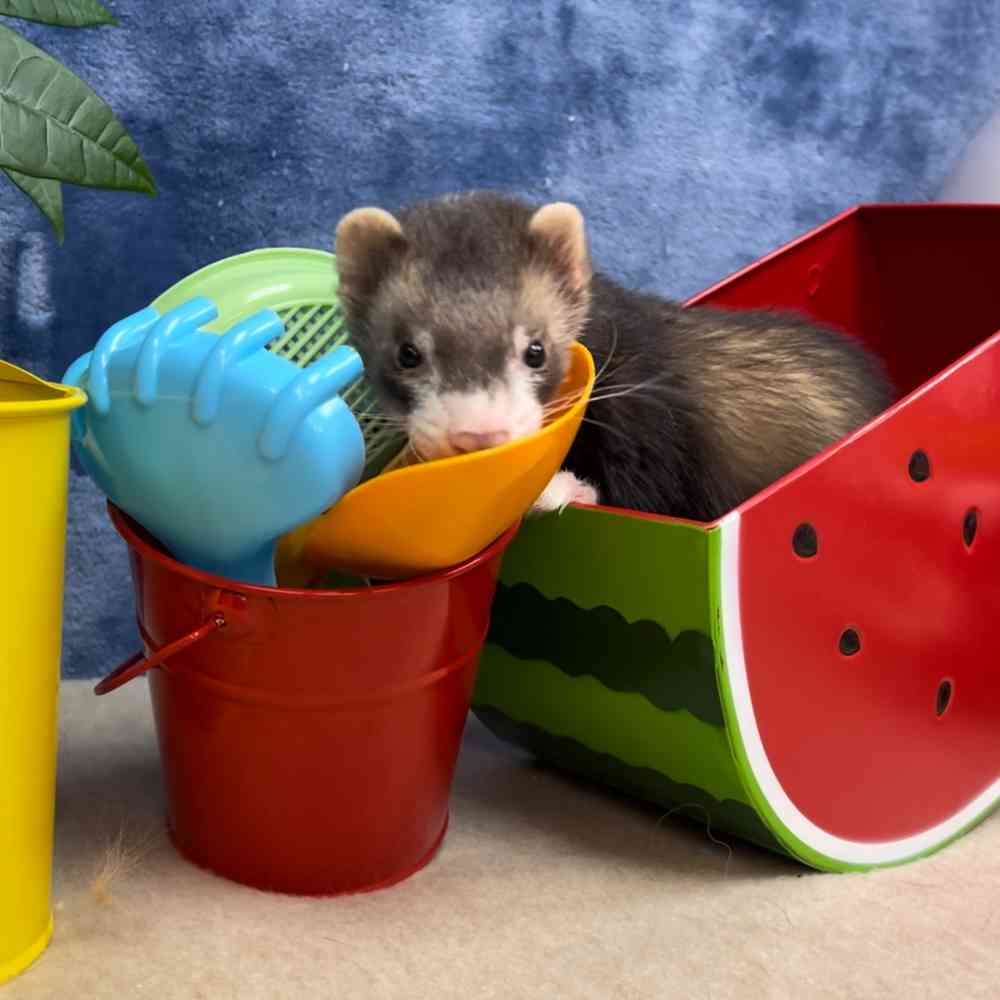 carousel pet images