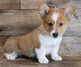 Pembroke Welsh Corgi