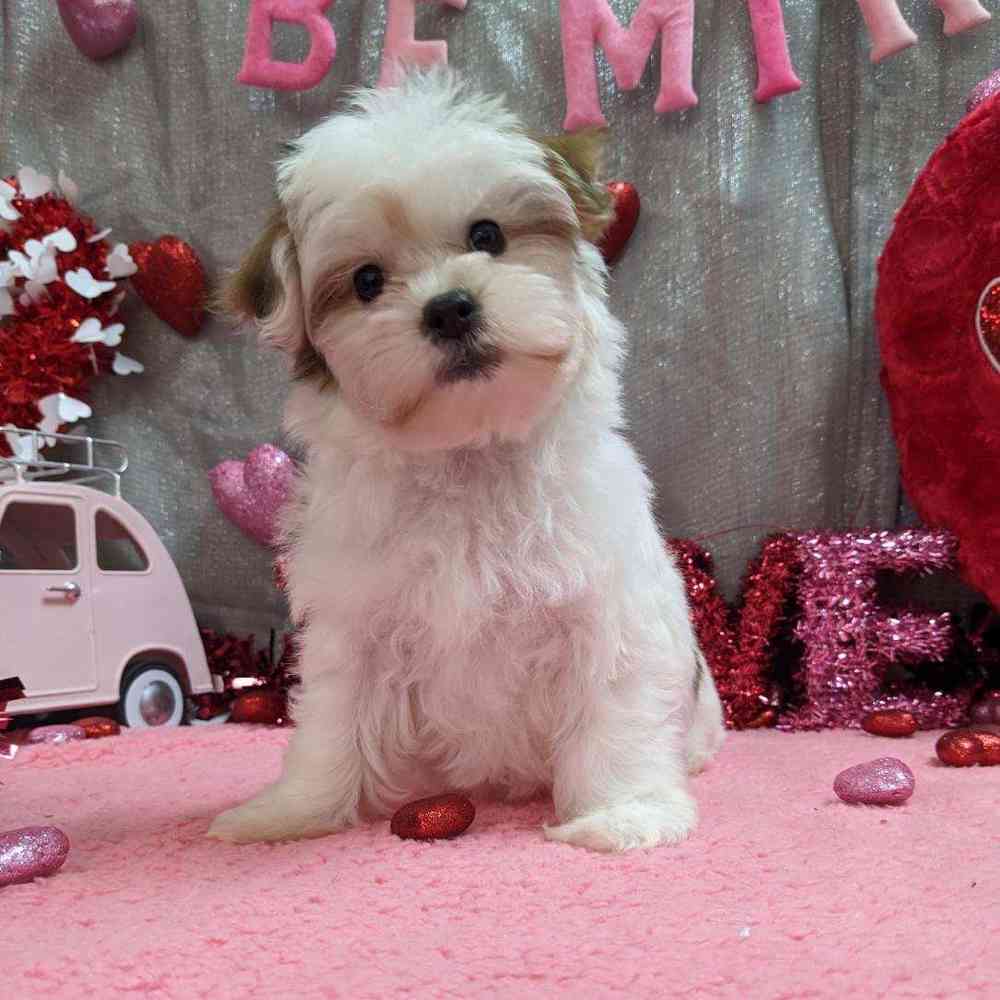carousel pet images