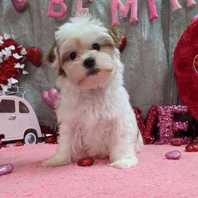Teddy Bear