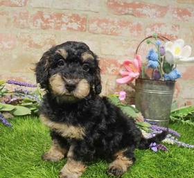 Bichon- Poo