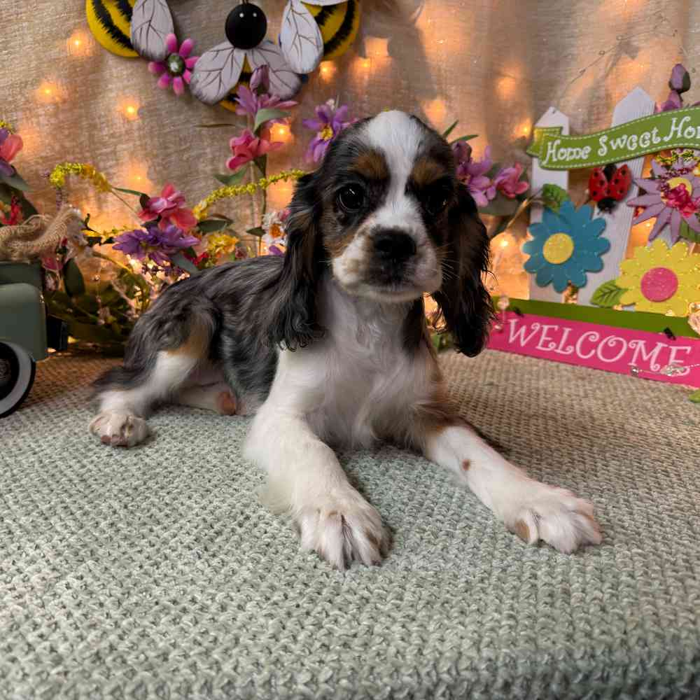 carousel pet images