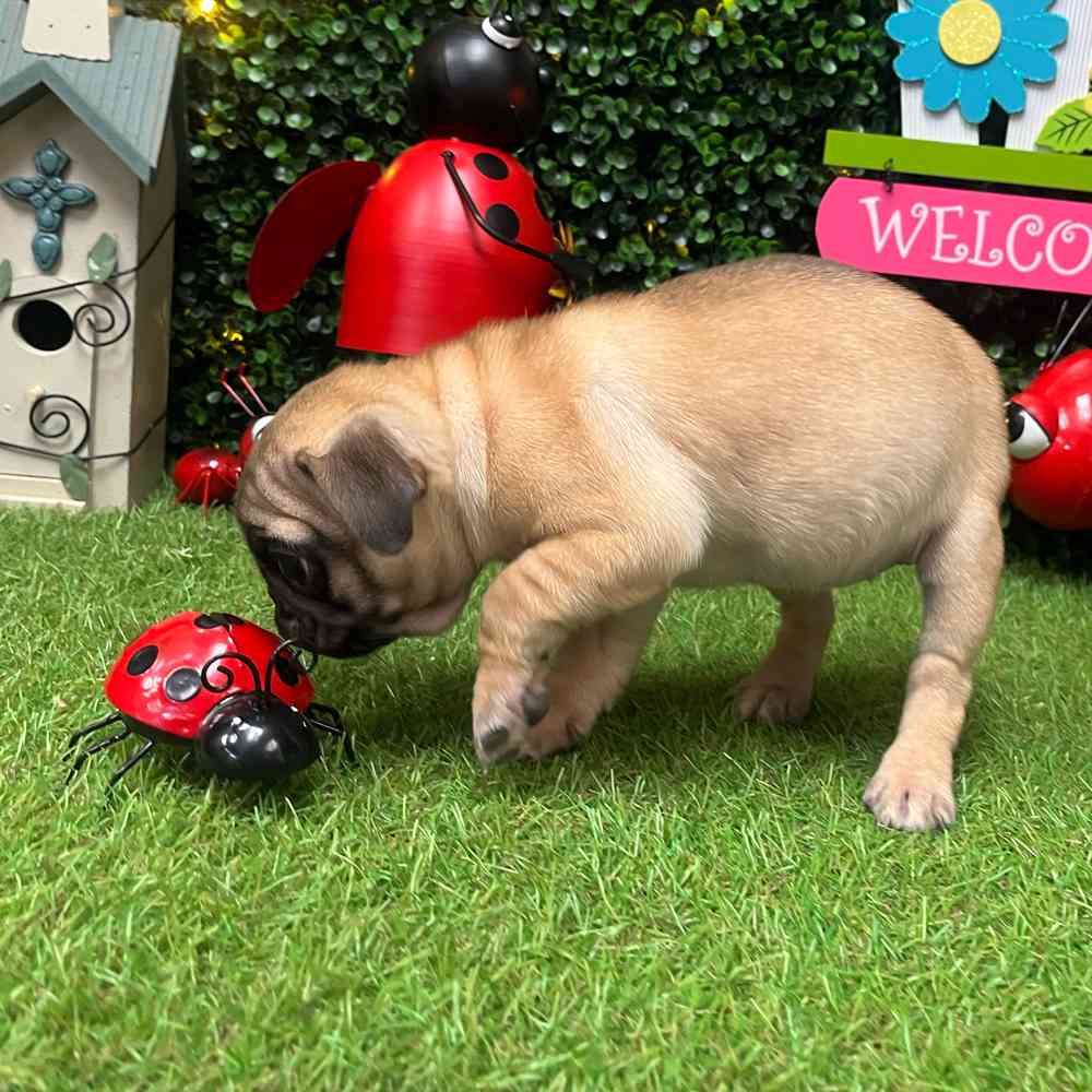 carousel pet images