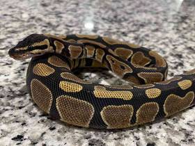 Ball Python