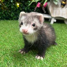 Ferret