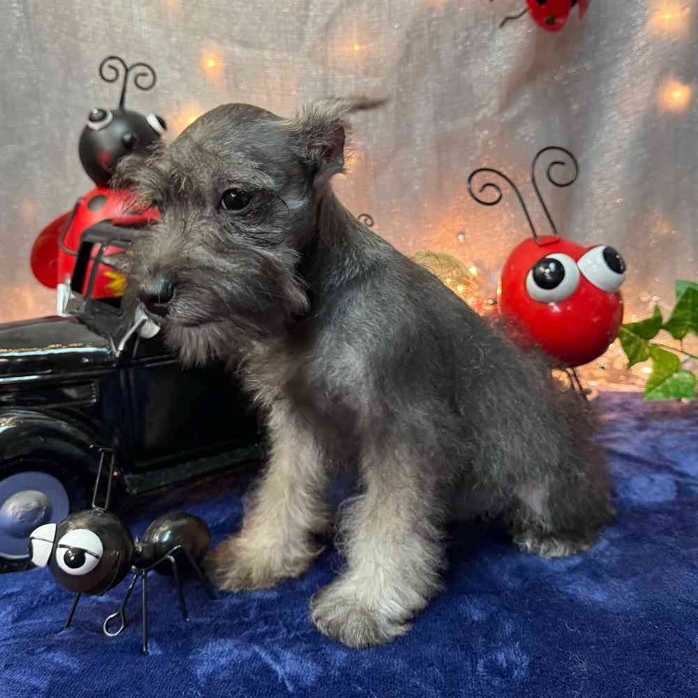 carousel pet images