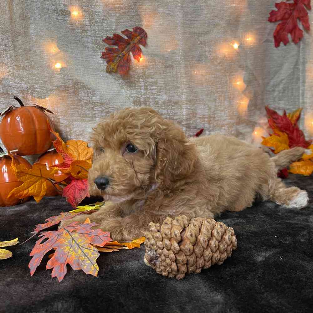 carousel pet images