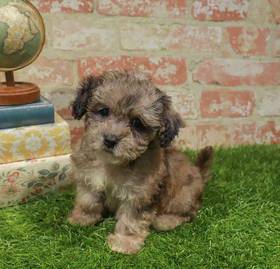 Maltipoo