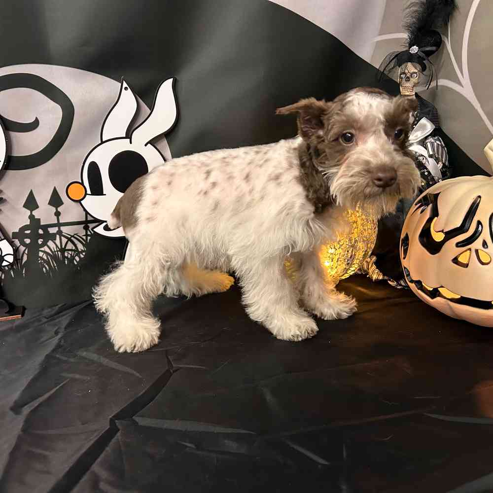 carousel pet images