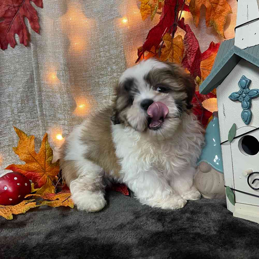 carousel pet images