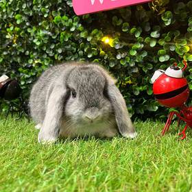 Holland Lop