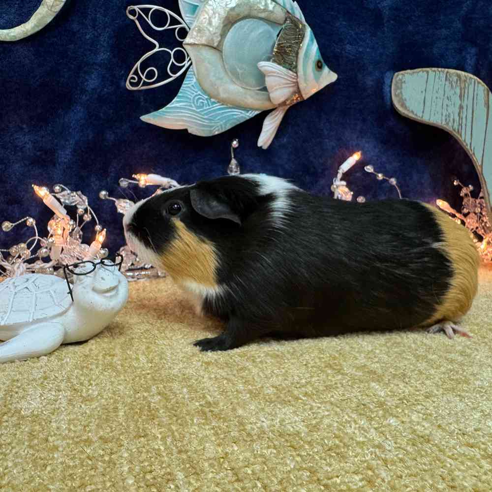carousel pet images