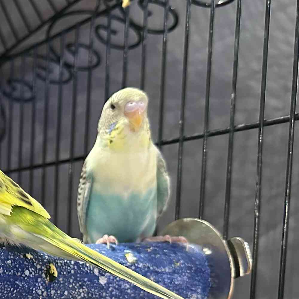 carousel pet images