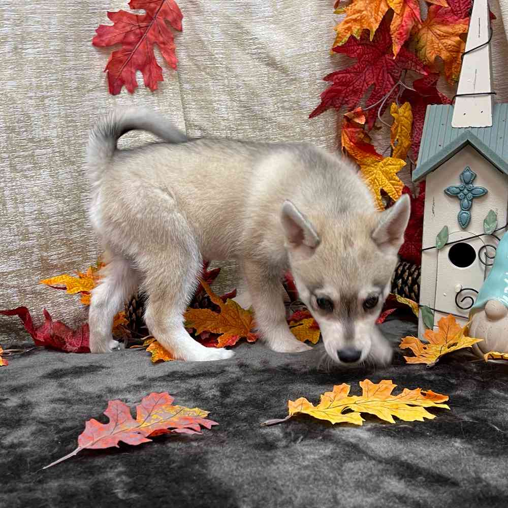 carousel pet images