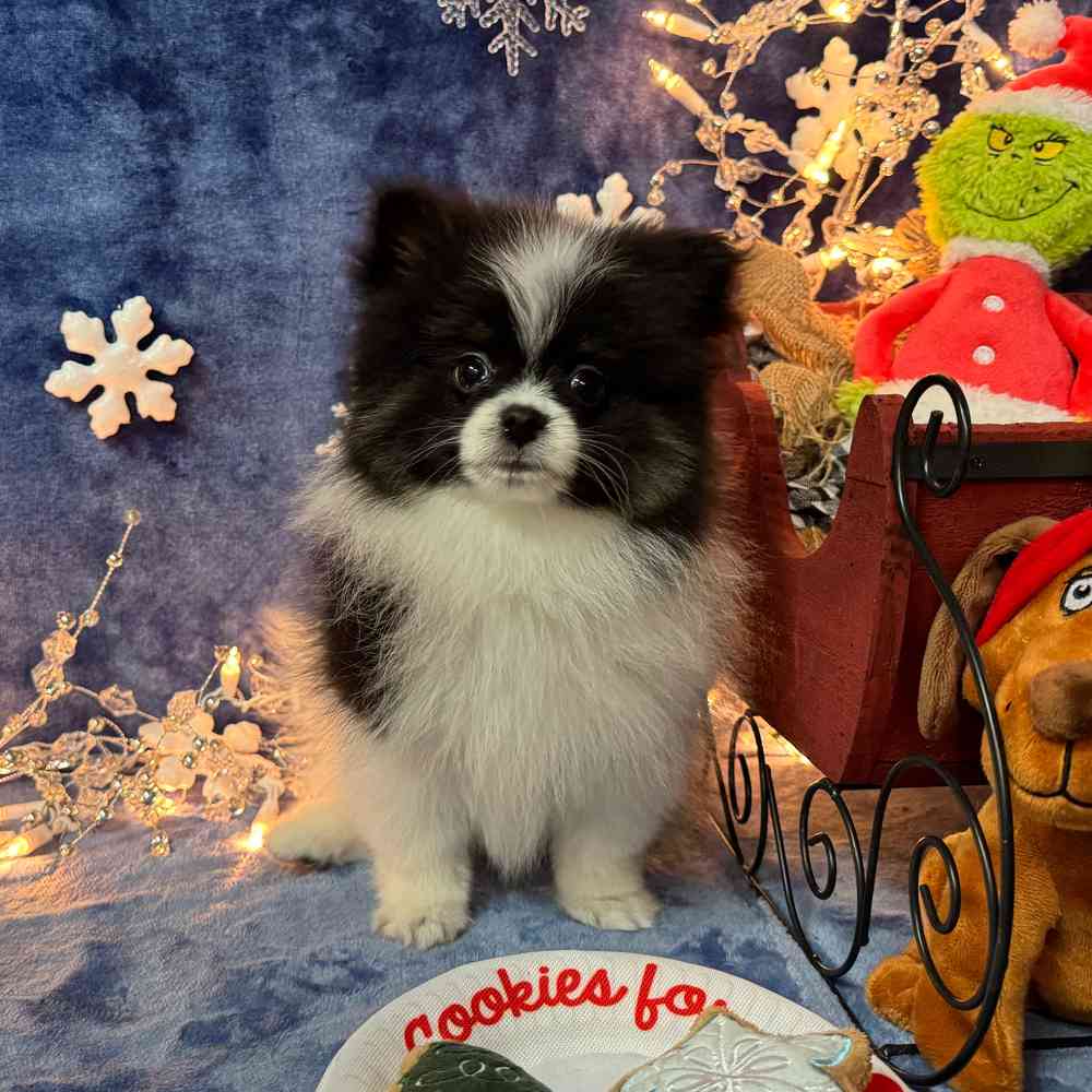 carousel pet images