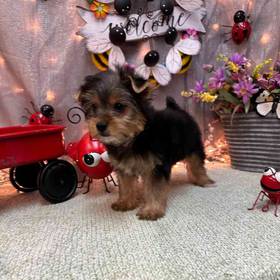 Yorkshire Terrier