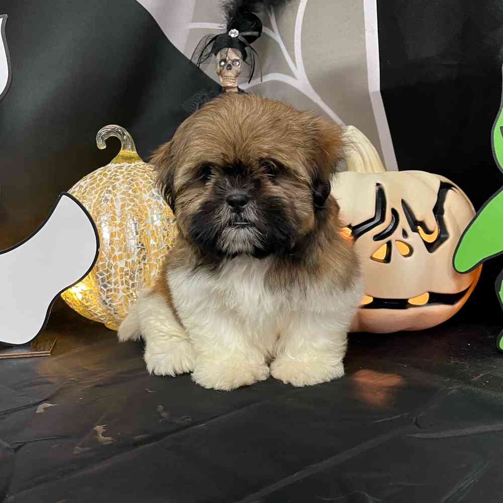 carousel pet images