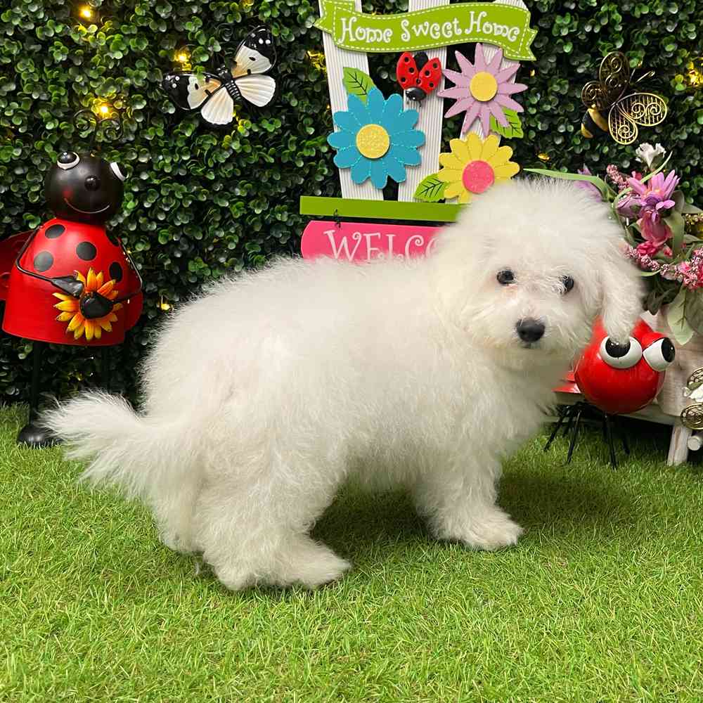 carousel pet images