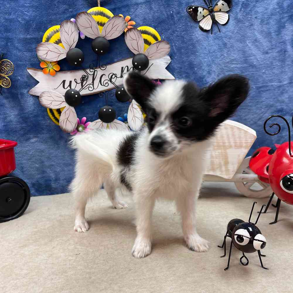 carousel pet images