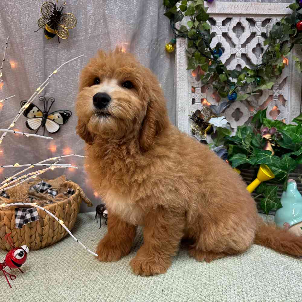 carousel pet images