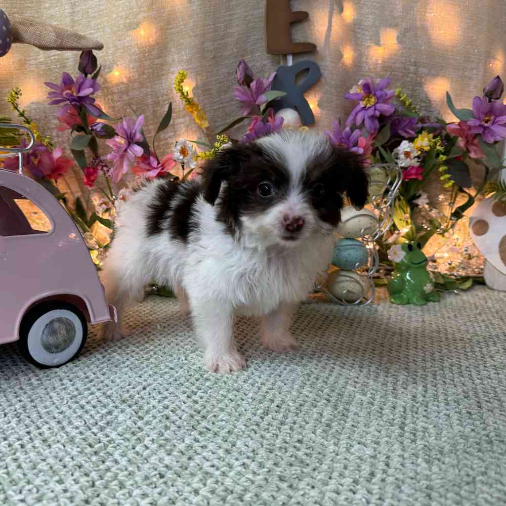 carousel pet images