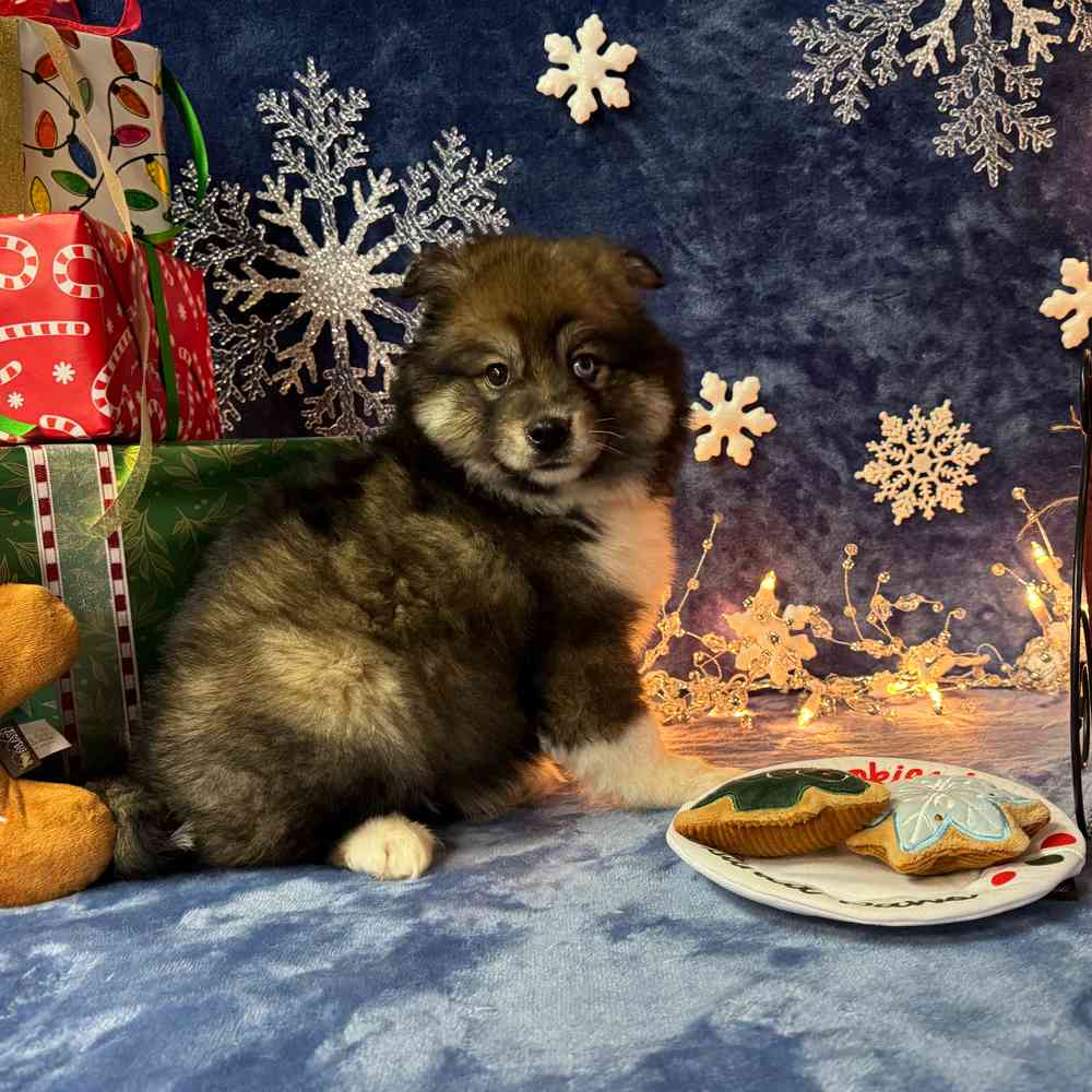 carousel pet images