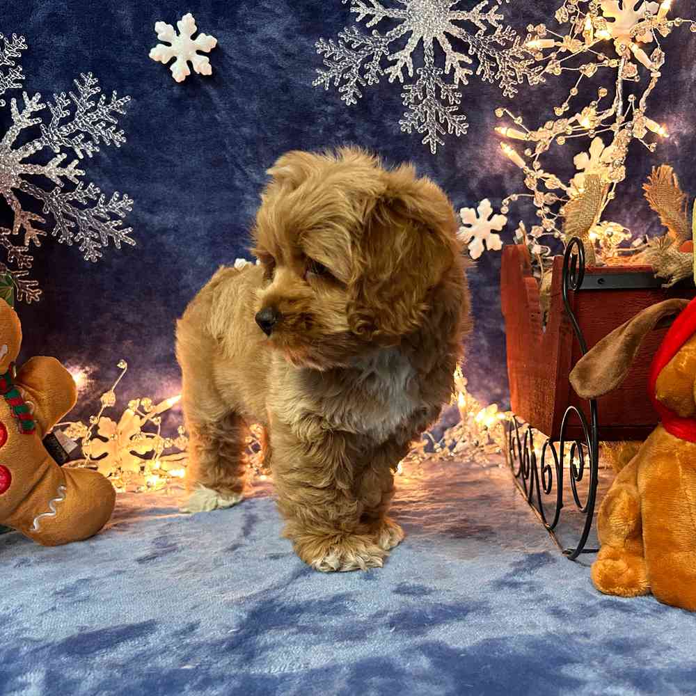 carousel pet images