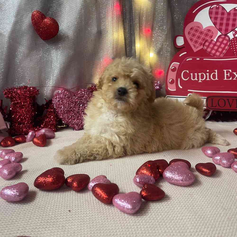 carousel pet images